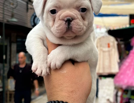 Fransız buldog - 10490