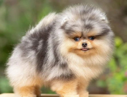 Boo Pomeranian Mini Boy Teddy Yavrularımız - 10491