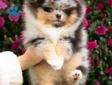 Boo Pomeranian Mini Boy Teddy Yavrularımız - 10491 - Görsel 4
