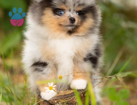 Boo Pomeranian Mini Boy Teddy Yavrularımız - 10491 - Görsel 3