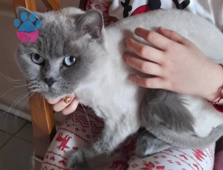 British Kedi - 10492 - Görsel 3