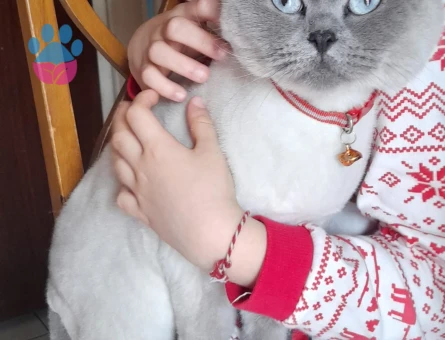 British Kedi - 10492 - Görsel 2