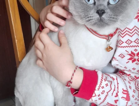 British Kedi - 10492