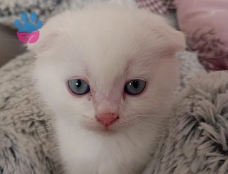 british shorthair yavru kedi - 10496 - Görsel 2
