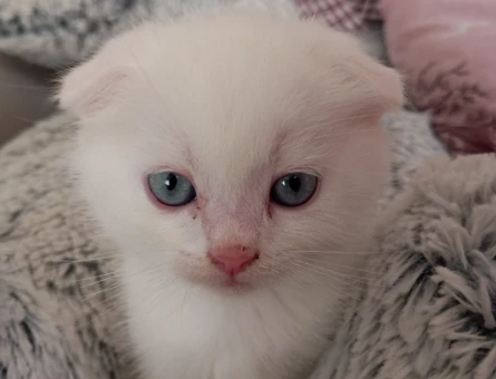 british shorthair yavru kedi - 10496