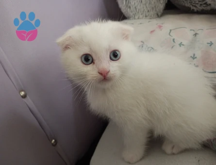 british shorthair yavru kedi - 10496 - Görsel 3