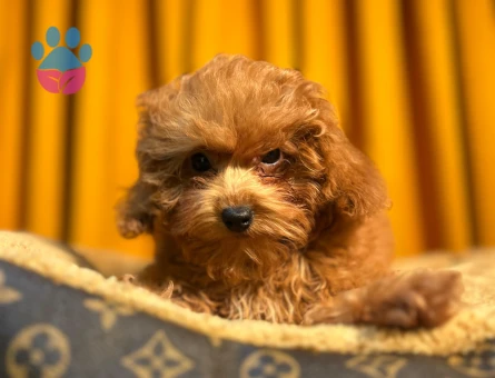 Mikro Poodle 2 aylık Bebeklerimiz Dişi ve Erkek - 10497 - Görsel 3