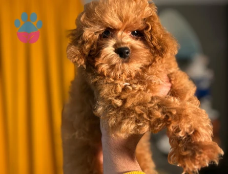 Mikro Poodle 2 aylık Bebeklerimiz Dişi ve Erkek - 10497