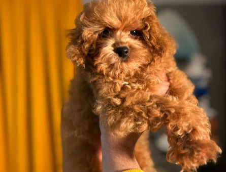 Mikro Poodle 2 aylık Bebeklerimiz Dişi ve Erkek - 10497