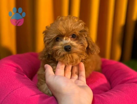 Safkan Poodle Bebeklerimiz Dişi ve Erkek - 10498 - Görsel 3