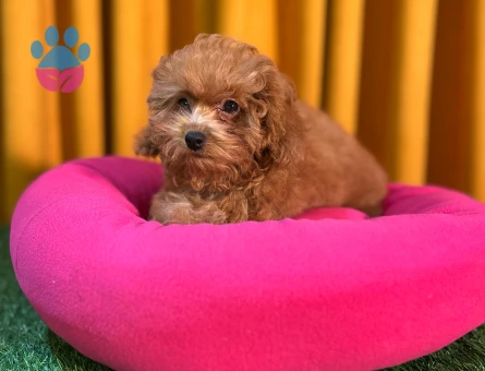 Safkan Poodle Bebeklerimiz Dişi ve Erkek - 10498