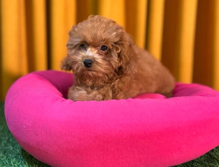 Safkan Poodle Bebeklerimiz Dişi ve Erkek - 10498