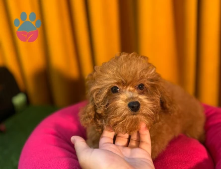 Safkan Poodle Bebeklerimiz Dişi ve Erkek - 10498 - Görsel 4