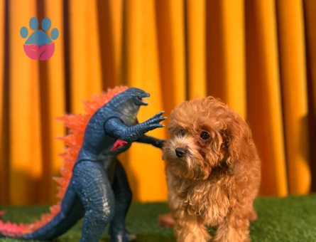 Şahane Güzellik Toy Poodle Dişi Yavrumuz - 10499