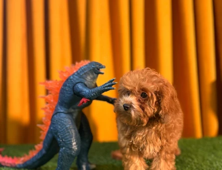 Şahane Güzellik Toy Poodle Dişi Yavrumuz - 10499