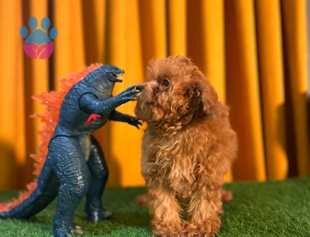 Şahane Güzellik Toy Poodle Dişi Yavrumuz - 10499 - Görsel 3