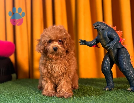 Erkek Toy Poodle Yavrumuz 2 Aylık - 10500 - Görsel 3