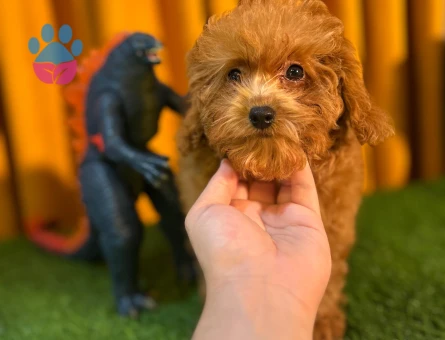 Erkek Toy Poodle Yavrumuz 2 Aylık - 10500 - Görsel 2