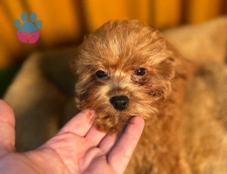 Cins Yavrularımız Toy Poodle 2 Aylık - 10501