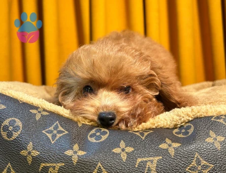 Cins Yavrularımız Toy Poodle 2 Aylık - 10501 - Görsel 3