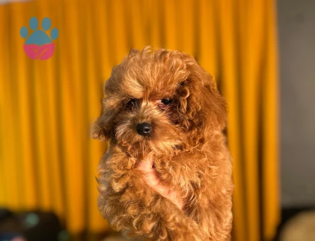 Toy Poodle Yavrularımız 2 Aylıklar - 10502 - Görsel 3
