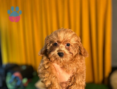 Toy Poodle Yavrularımız 2 Aylıklar - 10502