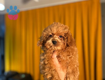 Safkan Poodle Yavrularımız Dişi ve Erkek - 10503 - Görsel 3