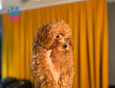 Safkan Poodle Yavrularımız Dişi ve Erkek - 10503