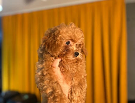 Safkan Poodle Yavrularımız Dişi ve Erkek - 10503