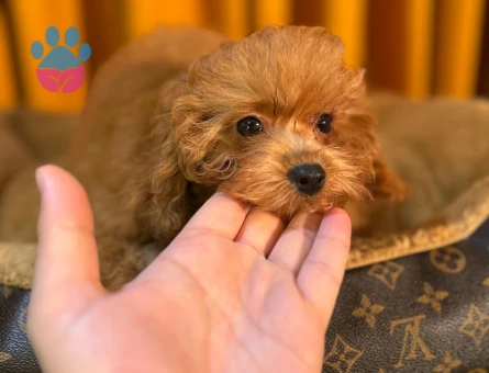 Toy Poodle Yavrularımız Safkan Dişi ve Erkek - 10504