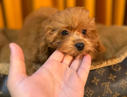 Toy Poodle Yavrularımız Safkan Dişi ve Erkek - 10504