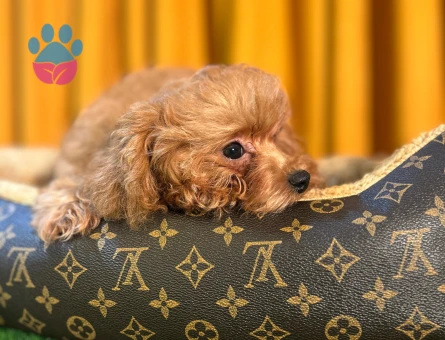 Toy Poodle Yavrularımız Safkan Dişi ve Erkek - 10504 - Görsel 3