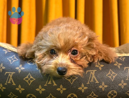 Toy Poodle Yavrularımız Safkan Dişi ve Erkek - 10504 - Görsel 4