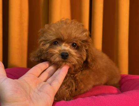 Minik Safkan Toy Poodle Yavrularımız 2 Aylık - 10505