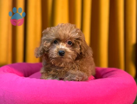 Minik Safkan Toy Poodle Yavrularımız 2 Aylık - 10505 - Görsel 3