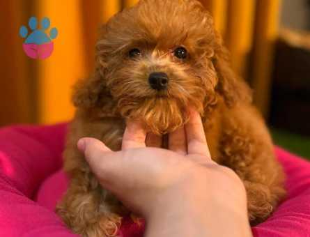 Safkan Poodle Yavrularımız 2 Aylıklar - 10506