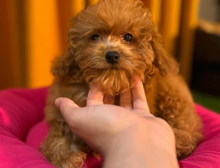 Safkan Poodle Yavrularımız 2 Aylıklar - 10506