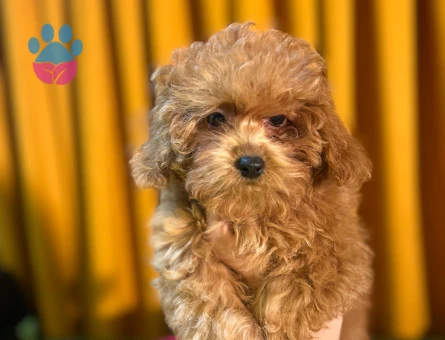 Safkan Poodle Yavrularımız 2 Aylıklar - 10506 - Görsel 4