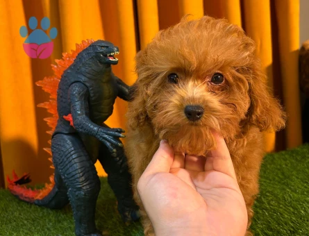 Mükemmel Safkan Poodle Bebeklerimiz - 10507