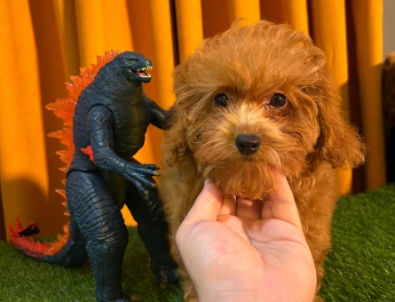 Mükemmel Safkan Poodle Bebeklerimiz - 10507