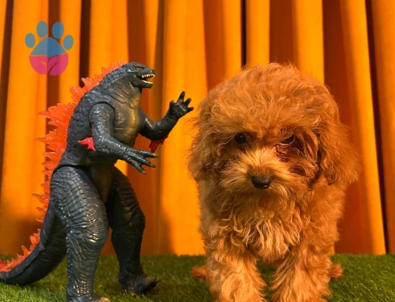 Mükemmel Safkan Poodle Bebeklerimiz - 10507 - Görsel 3