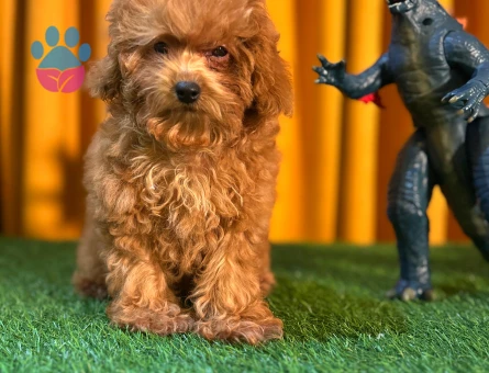 Şahane Güzellik Toy Poodle Yavrularımız - 10508 - Görsel 2