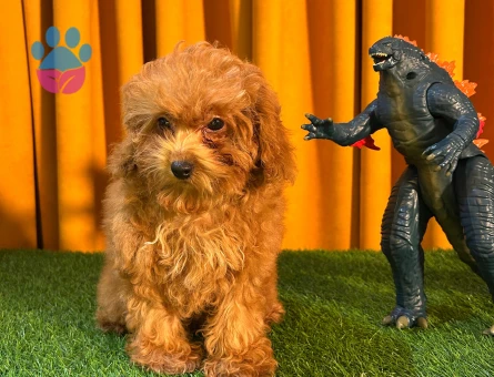 Şahane Güzellik Toy Poodle Yavrularımız - 10508 - Görsel 3