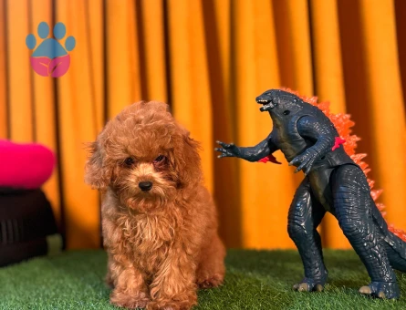 Oyuncu Safkan Mikro Toy Poodle Yavrularımız - 10509 - Görsel 3