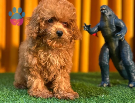 Oyuncu Safkan Mikro Toy Poodle Yavrularımız - 10509