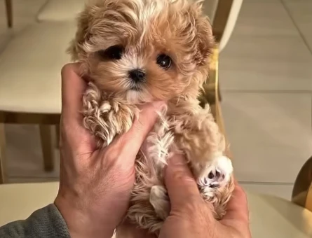 KOREAN BABY MALTİPOO - 10514