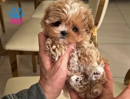 KOREAN BABY MALTİPOO - 10514 - Görsel 3