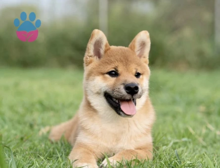 Shiba inu yavrular - 10515 - Görsel 2