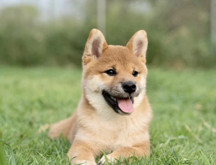 Shiba inu yavrular - 10515