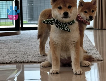 Shiba inu yavrular - 10515 - Görsel 3